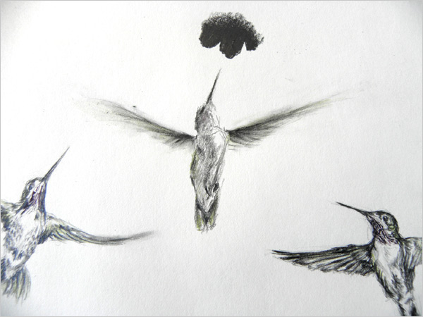 sketches of calliope humming birds
