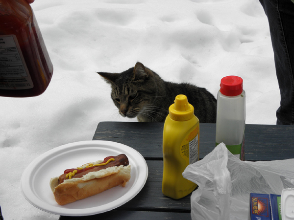 cat and hotdog