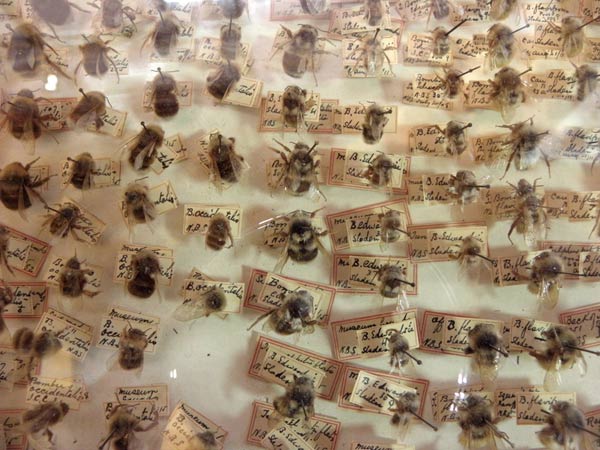 museum display of bees