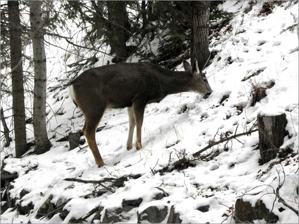 deer at the Banff Centre