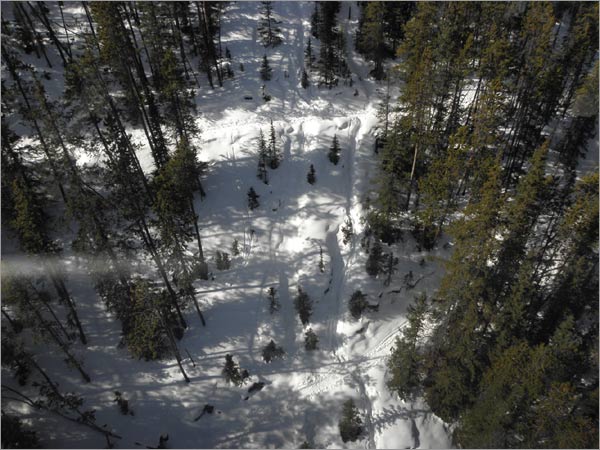 flying over the forest