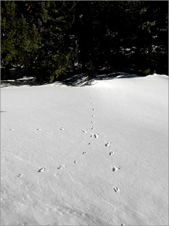 tracks in the snow