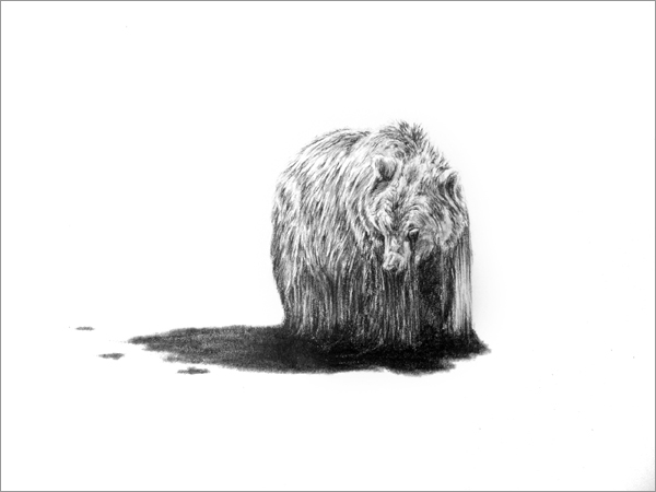 drawing - bear emerges from hibernation  too soon