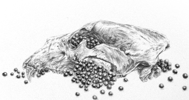 drawing detail from 'bear skull'