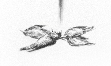 drawing - dead birds detail