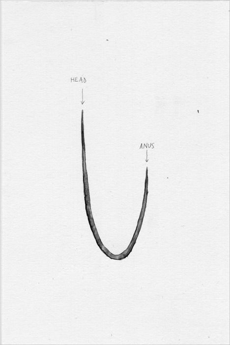 Head and anus From 'Thoughtspill'  by Rachel Goodyear