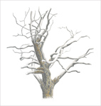 the bark stripped off its branches