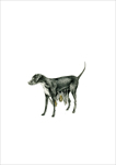 bats roosting on the underbelly of a dog