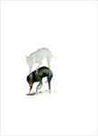 dog digging