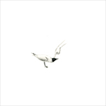 seagull