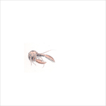 sad lobster