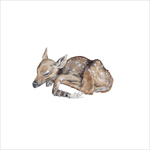fawn with hand