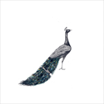 peacock by Rachel Goodyear