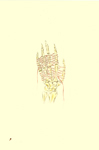 nature notes - spores 1 of  7 drawings