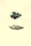 nature notes - spores 1 of  7 drawings