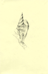 nature notes - spores 1 of  7 drawings