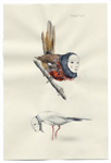 nature notes - harpies