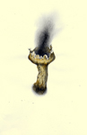 1 of 9 nature notes - spores
